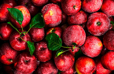 A Full-Frame Shot Of juicy Apples. Bright red apples with a green twig in raindrops. background of juicy fragrant apples in the rain.Attention-grabbing background, charming, seductive, sexy.copy space