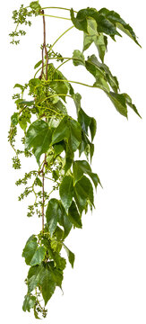 green leaves of a vine branch isolated on transparent background - png - image compositing footage - alpha channel 