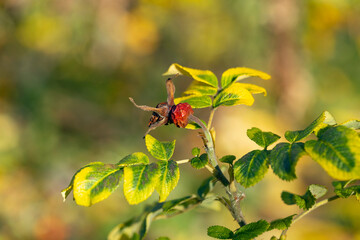 A rosehip berry on a withering bush in close-up. Dogrose in an autumn park or forest