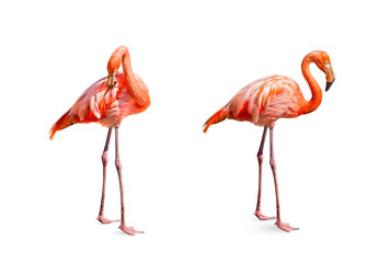 Collection, flamingo (Phoenicopterus ruber) Heart shape, neck curl and standing posture isolated on...