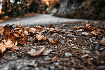 leaves on the ground autumn