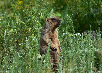 Naklejka na ściany i meble Marmot in a meadow in the steppe