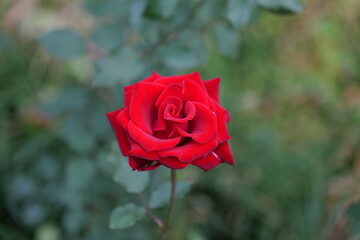 로즈, flower, 뜰, red, 분홍, 네이처, love, 미, 식물, 식물, flower, 꽃잎, 개화, 여름, 꽃봉오리, beautiful, 로즈, 블로섬, 나뭇잎, 매크로, 꽃, 발렌타인, 봄