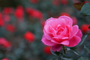 로즈, flower, 분홍, 뜰, 네이처, red, 식물, flower, love, 식물, 로즈, 개화, 블로섬, 미, 여름, beautiful, 봄, 꽃, 꽃봉오리, 꽃잎, 나뭇잎, 낭만주의, 발렌타인, 변색