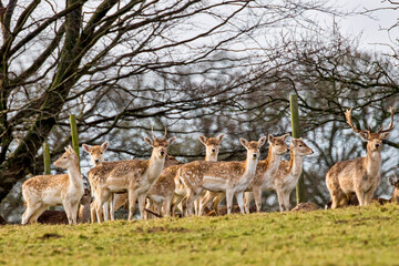 Large herd of Fallow Deer Hinds or Does and two Stags stood on a grassy mound staring at the camera...