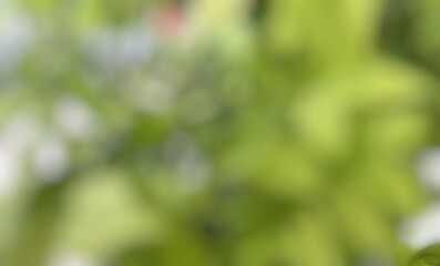 Green texture background, blur and bokeh under trees, healthy fresh nature