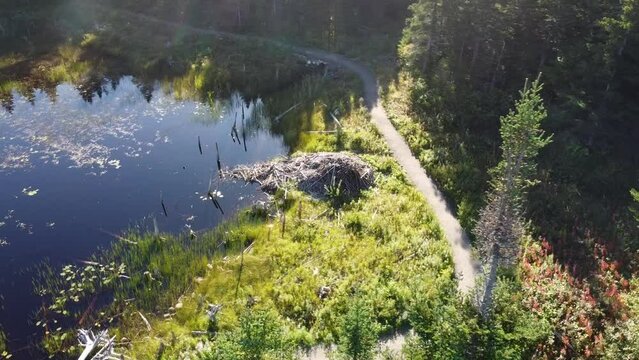 High-angle drone footage of a narrow path next to the Ned's Pond in Stephenville, Canada