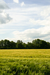 Fototapeta premium Feld Waldrand Getreide Gerste