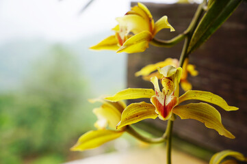 Close up photo of yellow boat orchid on the branch