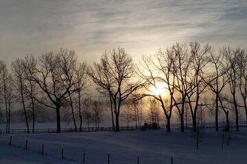 A peaceful and serene photo taken at sunrise of the weak winter sun tries to break through the cloud cover and silhouettes the bare tree branches of a row of deciduous trees.