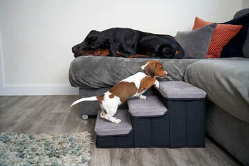 Dachshund using steps