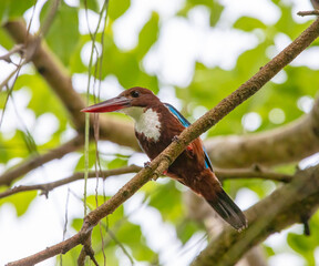 White-throated kingfisher