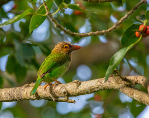 Fototapeta premium Brown-headed barbet