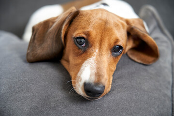 Miniature Dachshund