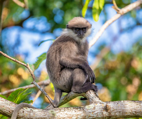 Purple-faced leaf-eating monkey
