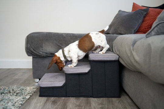 Dachshund using steps