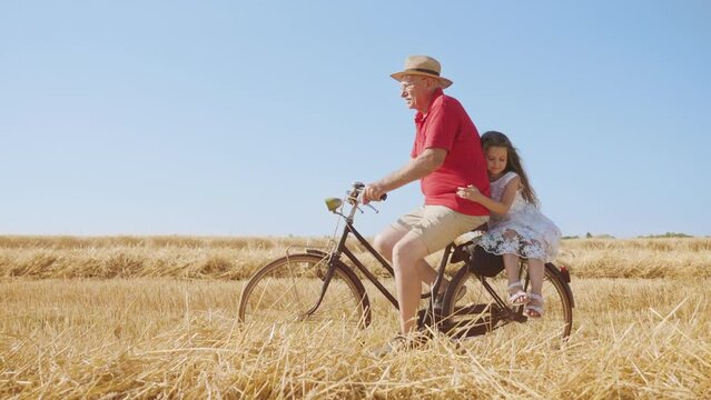 Little girl holds on to grandpa riding bicycle past wheat field against clear blue sky. Elderly man entertains granddaughter in countryside