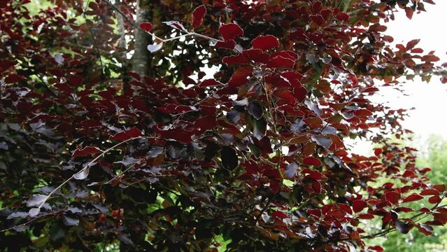 Beautiful tree with dark leaves European beech.