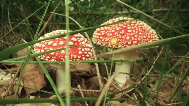  Poisonous Amanita Muscaria grow in the grass of the forest