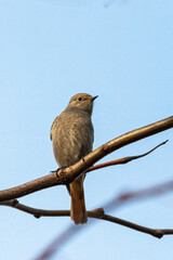 Black Redstart in a garden on a fall morning