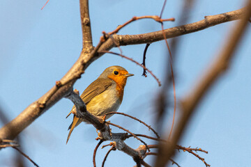 European Robin perched on a tree branch