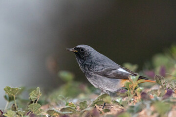 Black Redstart in a garden on a fall morning
