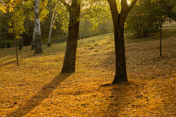 dead leaves at the foot of the trees in a park in the light of an autumn morning