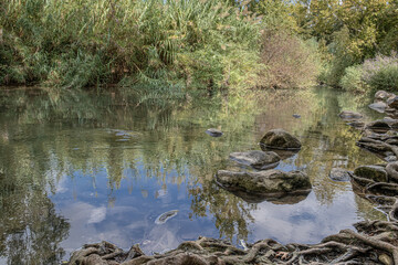 View of the Water-Walking segment of Snir (Hatsbani) Stream, Snir Stream Nature Reserve, kibbutz HaGoshrim, Kiryat Shemona, HaHula Valley, Upper Galilee, Northern Israel, Israel
