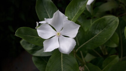 flower in garden