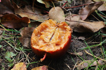 Fallobst Apfel liegt zwischen Laub auf Erde
