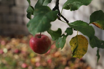reifer roter apfel am baum mit grünen blättern