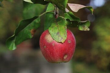 reifer roter apfel hängt am baum