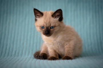 A small Siamese kitten sits sleepy on a blue blanket