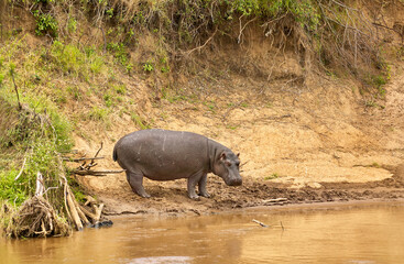 Single Hippopotamus (Hippopotamus amphibious) at a river bank in Masai Mara, kenya
