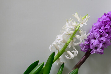 Beautiful hyacinth flowers and Easter eggs on yellow background womans day