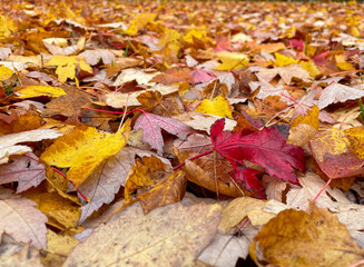 autumn leaves background