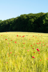 Feld Wiese Mohnblumen Klatschmohn