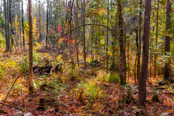 Obraz premium autumn forest in the morning