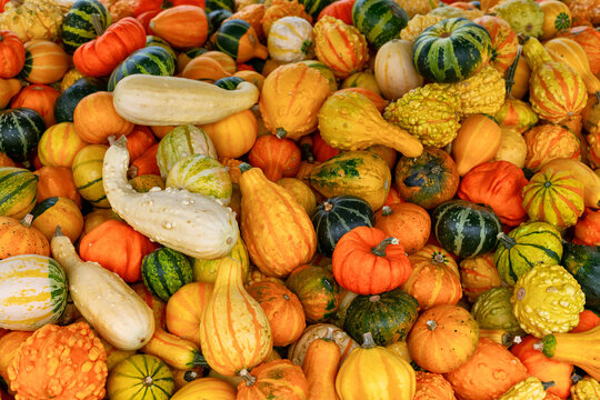 Multicolored pumpkin background. Autumn harvest.