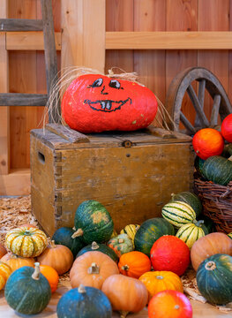 Pumpkin with a painted smile. Autumn harvest of pumpkins.