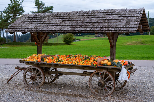 Shop with pumpkins. Sale of vegetables. Autumn harvest.