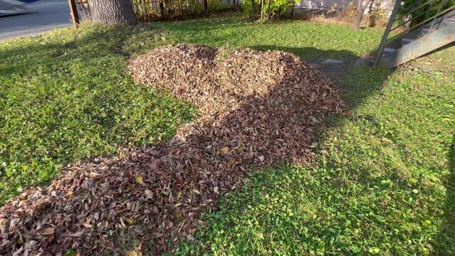 ramasser les feuilles mortes sur le terrain è l'automne