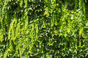 Obraz premium Wall of life green ivy background