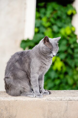 A gray cat is sleeping on a green background of leaves. Dubrovnik, Croatia