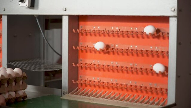 Eggs production line. Poultry farms.  Eggs in fabric. Fresh eggs in a farm. White eggs moving on factory conveyor. Chicken farm business. Agribusiness company. Fresh Organic Eggs. 