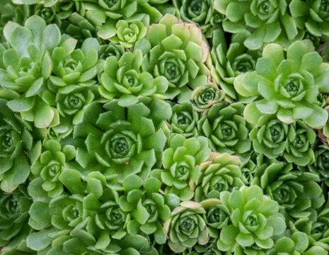Top view of beautiful green Rosularia plants