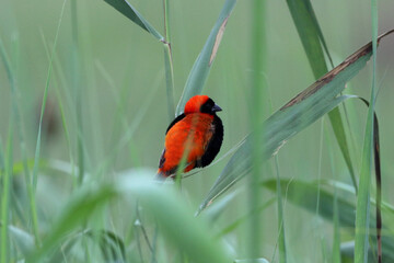 The Red Bishop Bird