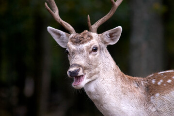 Cerf portrait bouche ouverte
