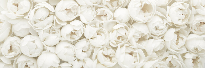 Fresh white roses background. Beautiful flower wide banner. Closeup. Top down view.