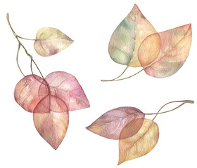 Autumn leaves watercolor hand drawn set. Transparent autumn foliage isolated on white background. Branch with leaves logo design template.